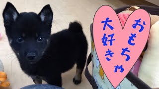 【豆柴】子犬　8/26　男の子♂2　摂州宝山荘　mameshiba dog Puppy （mame shiba inu)