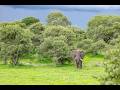 Ihaha to Savuti - Driving Into The Wild