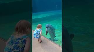 This little girl meeting a dolphin is adorable 🐬