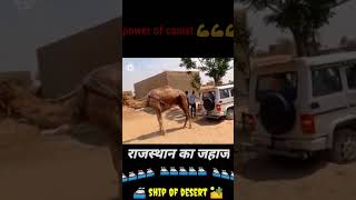 power of camel | camel