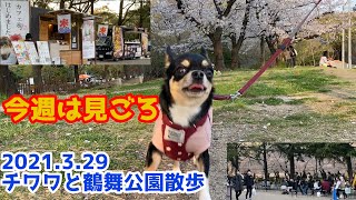 【チワワと鶴舞公園の散歩】満開桜を快適散歩 キッチンカーで賑わう[A comfortable walk in the cherry blossoms in full bloom](2021.3.29)