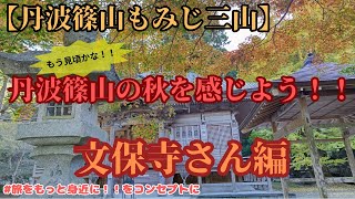 【丹波篠山もみじ三山】天台宗松尾山文保寺🍁紅葉巡りをはじめよう♪   #観光 #ドライブ #紅葉