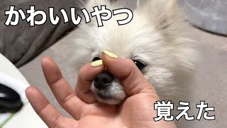 【犬 芸練習 鼻】かわいい芸覚えてレベルアップアップしたポメラニアン/トレーニング/しつけ/dog training