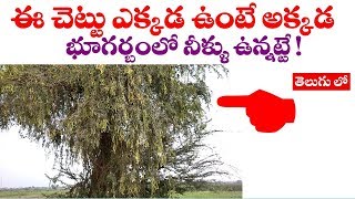 ఈ చెట్టు ఎక్కడ ఉంటే అక్కడ భూగర్బంలో నీళ్ళు ఉన్నట్టే! || WOW! Interesting facts of Prosopis cineraria