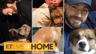 Justin Theroux and Chris Evans Give Their Pups Quarantine Haircuts! | ET Live @ Home