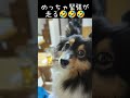 先住犬が未だに猫を怖がってて可哀想なんです… dog cat dogsandcats