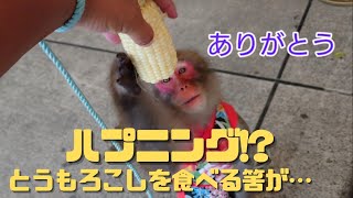 食べれると思ったのに!?猿のリアクションが可愛過ぎた　#shorts