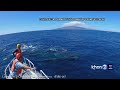 Mother humpback whale with baby freed from fishing gear off Maui