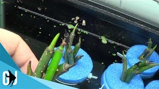 #220: How to Float Red Mangrove Seed Pods in an Aquarium - Tank Tip