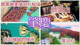 北回歸線的綠洲--#鼎湖山，國家自然保護區，北方有紅葉南方有水杉，#肇慶 藏著絕美落羽杉秘境，驚艷整個大灣區