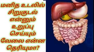 நாம் உண்ணும் உணவு மனித உடலில் எப்படி செரிமானம் ஆகிறது||Digestive System - Human body system