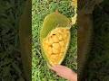 Jackfruit