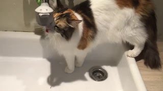 水道から水を飲む猫さん