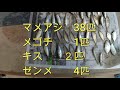 【愛知県釣り】てながエビ 木曽川、マメアジ、キス 大井漁港で釣りざんまい。