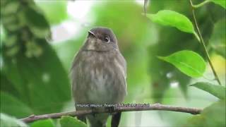 フレンドリーなサメビタキ：鮫鶲：Muscicapa sibirica：Sooty Flycatcher－摩耶山－2018 09 26