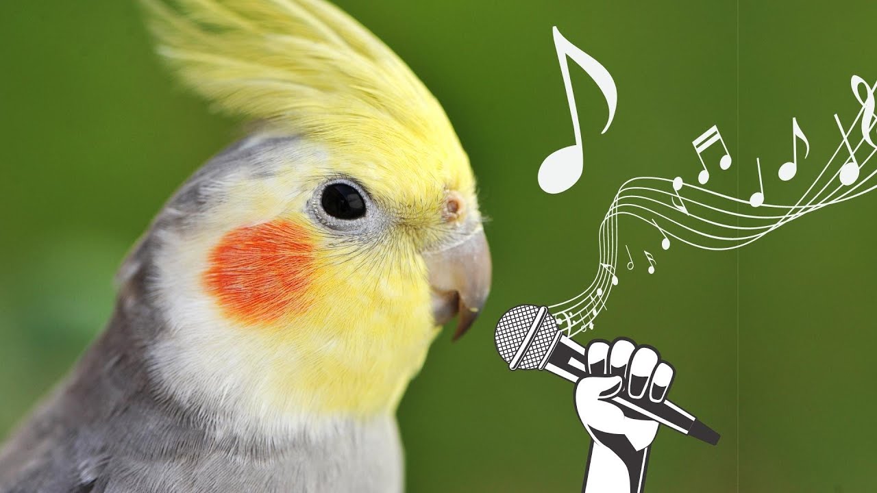 Happy Cockatiel Bird Singing In Nature рџ њрџњї рџ љ Youtube