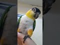 逆さまでガン見する変な鳥【シロハラインコ】strange caique parrot