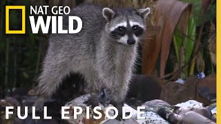 Orangs, Raccoons, & Cool Cats (Full Episode) | Everything You Didn't Know About Animals