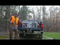 hunting squirrels with mountain cur dogs