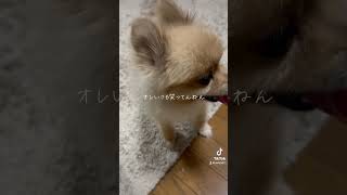 オレみんなといっしょやからいつも笑ってるねんで【ポメラニアン】#ポン太 #ポメラニアン #pomeranian #モフモフ #ペロリ