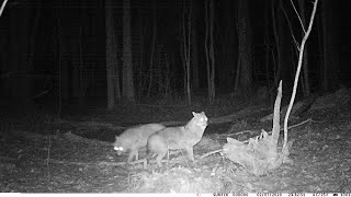 Шакалы под Ригой. Zeltainais šakālis netālu no Rīgas. Golden jackals near Riga. 2020.02.07.