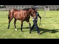 エフフォーリア　一歳時　キャロットクラブ募集馬見学ツアー①