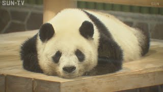 タンタンいつまで…王子動物園が70周年