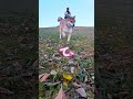 【柴犬男子どんこ】今はかぁちゃんの相手してる暇なんて、ないのね～❗な、柴犬🐶 anime shiba 柴犬 犬 犬のいる暮らし 可愛い かわいい 癒し 冬 shorts 休日 cute