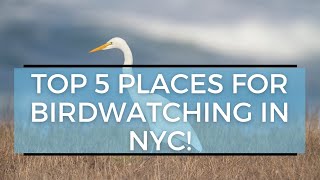 Bird Watching in NYC: Top 5 Little Known Places