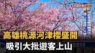 高雄桃源河津櫻盛開 吸引大批遊客上山－民視新聞