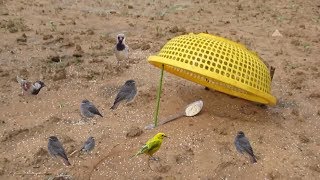 Awesome Quick Bird Perch Snare Trap - The Best Bird Trapping That Work