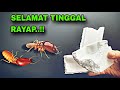 Jarang yang tau cara ini.!! Hanya dengan bahan dapur rayap tidak berani mendekat dan langsung pergi