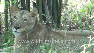 Lion Safari at a national park in Bannerghatta, Bangalore