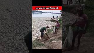 तलाब की सारी मछलियां मर गयी 😥 #shorts #viralvideo #poor #dusman #kisan #facts #ytshortsindia