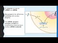 regulating translation rna interference rnai by small interfering rna sirna . a level biology