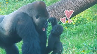 小金剛Ringo跟爸爸撒嬌 Ringo is bening affectionate with dad-little gorilla