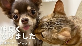 ケンカの多い子犬チワワとジェネッタ猫に現れた変化[同居5ヶ月]