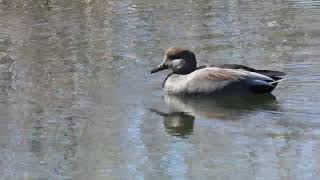 Canard chipeau - Gadwall - Anas strepera