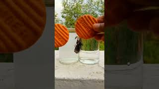 What is the density of water that can float a biscuit / #experiment #salt #viralvideos #shortsvideo