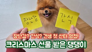 견생 첫 산타 실물 영접🎅 크리스마스 선물 받은 댕댕이