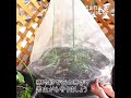 ミニトマトの育て方〜植え付け編〜 sanagarden