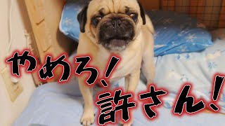 突然ブチギレた兄パグですがその理由がわからんｗ｜パグのぺろぽん兄弟pug犬｜