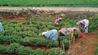 saravanan p விவசாயி எத்தனை பேருக்கு பிடிக்கு உண்மை உழைப்பு எப்பவும் தார்ம்ம தலை சிறந்த ஒன்று