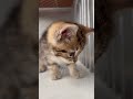 kitten kucing lover channel #shorts #funny