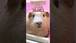 화내는 기니피그소리 #shorts #guineapig #cavy #기니피그 #기니피그키우기 #기니피그울음소리