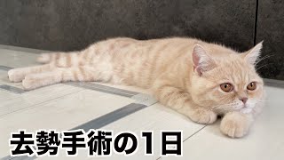 去勢手術後に帰宅すると子猫に異変が・・【ブリティッシュショートヘア 】