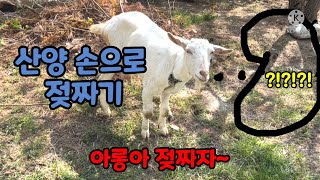 낙농5년차 산양 손으로 젖짜는방법기본 설명. 내가 먹는 산양유? 산양유가 왜 귀한가? 우유량은? Milking mountain goat in hand. Wwoof Korea.