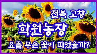 학원농장(전북 고창) 요즘 무슨꽃이 피었을까?/3대 읍성중 한곳 고창읍성의 맹종죽림 #학원농장 #고창읍성 #맹종죽림 #고창가볼만한곳