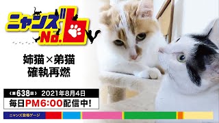 《第638回》相性の悪い2匹の猫。マンチカンの子猫が来て柔らかムードになったようだったけれど、実際はどうなのかな。