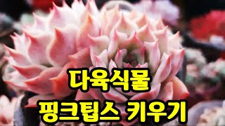 다육식물 핑크팁스 키우기,多肉植物.succulent plant다육식물